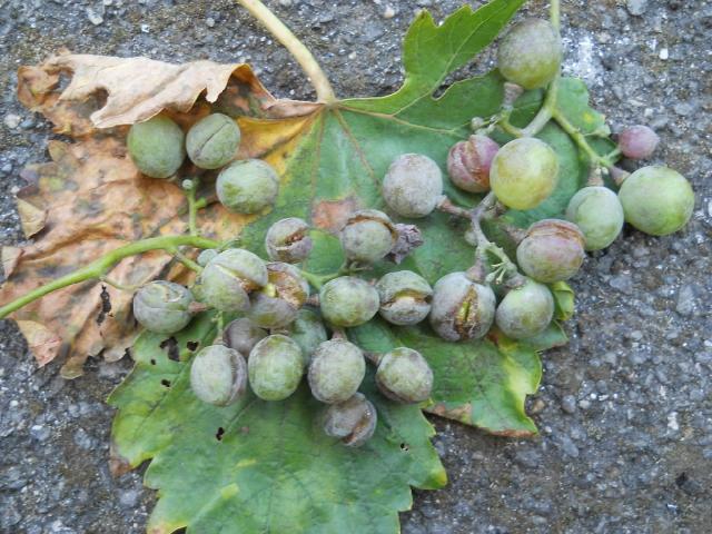 preporuke-pojava-pepelnice-na-bobicama-vinove-loze